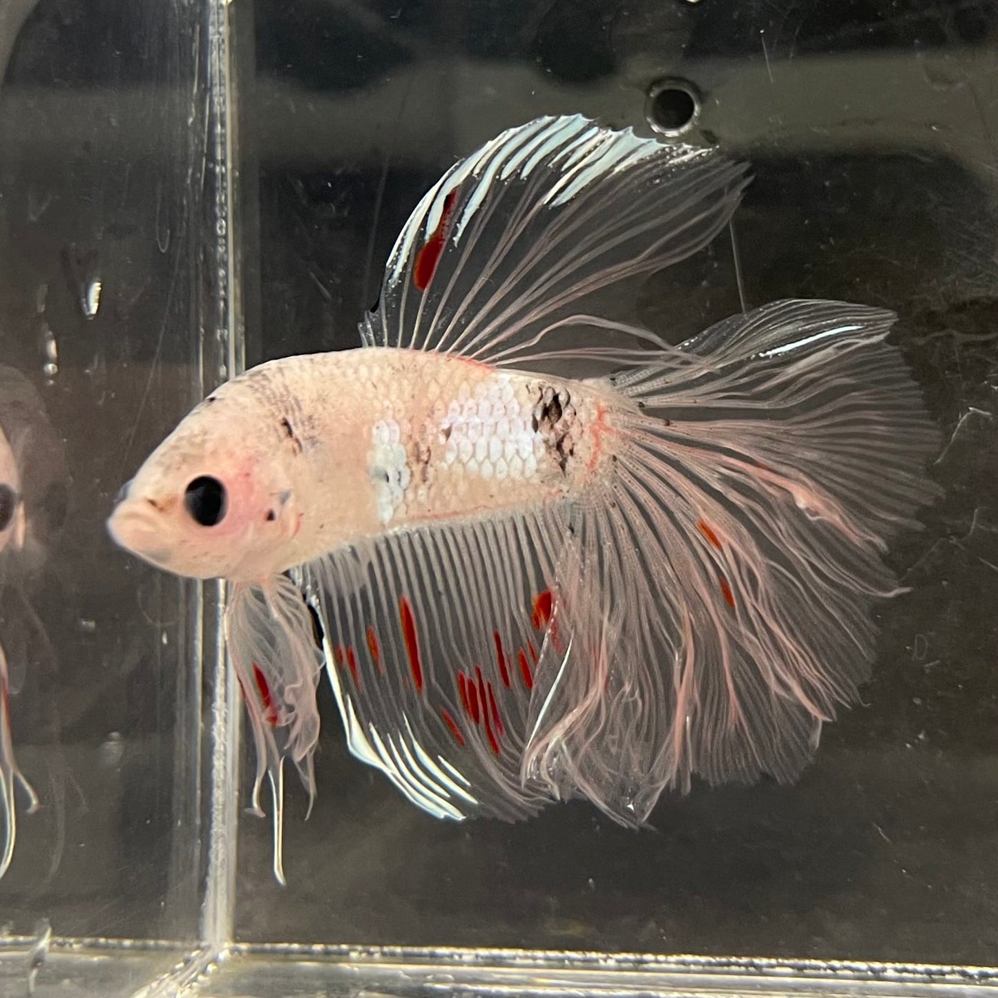 the-fish-farm Male Betta Male Betta - One Only - 10 Choose your favourite Male Betta from The Fish Farm Australia