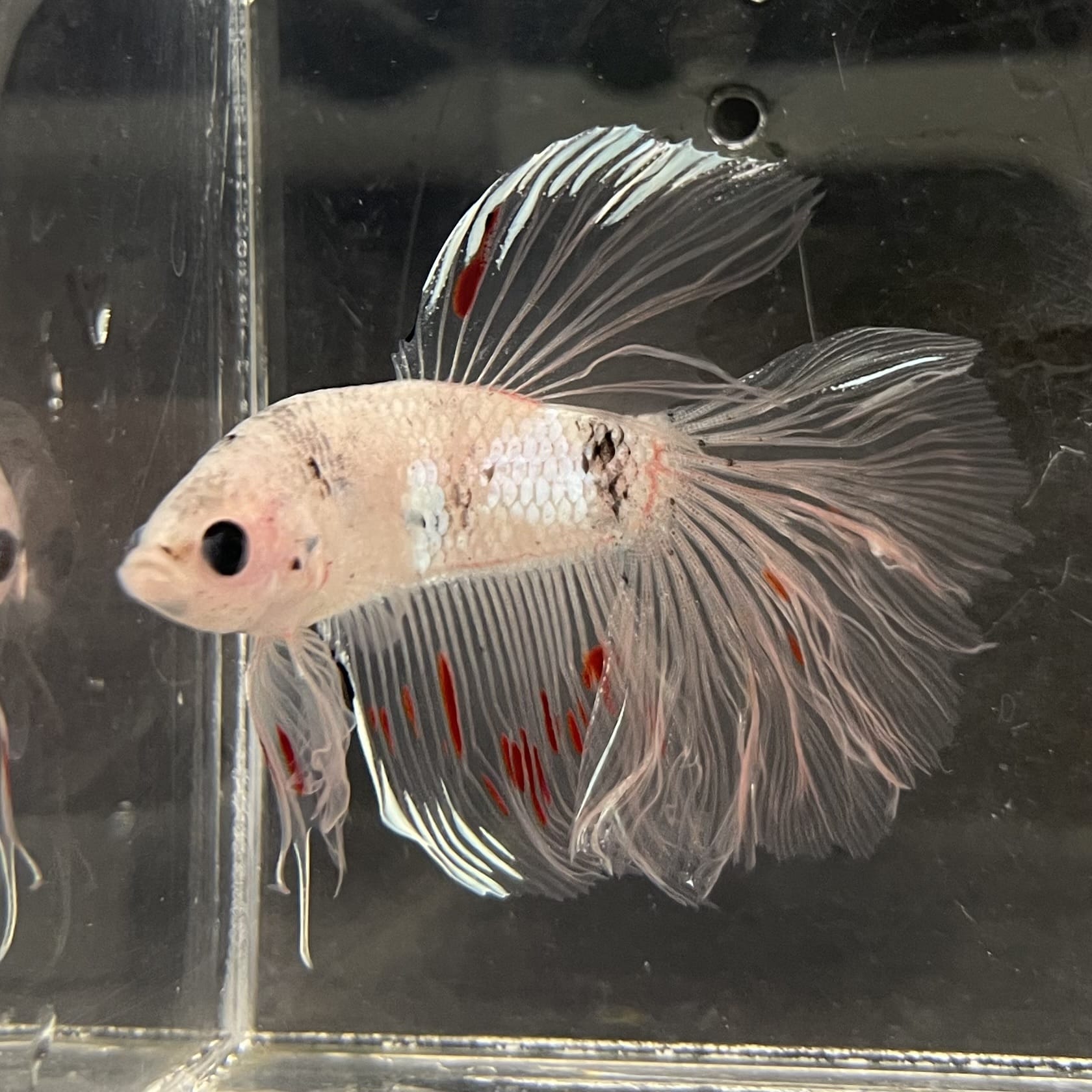 the-fish-farm Male Betta Male Betta - One Only - 10 Choose your favourite Male Betta from The Fish Farm Australia