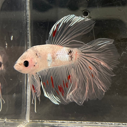 the-fish-farm Male Betta Male Betta - One Only - 10 Choose your favourite Male Betta from The Fish Farm Australia