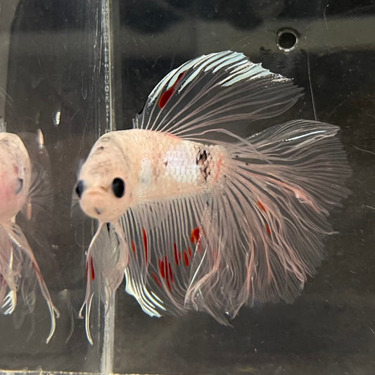 the-fish-farm Male Betta Male Betta - One Only - 10 Choose your favourite Male Betta from The Fish Farm Australia