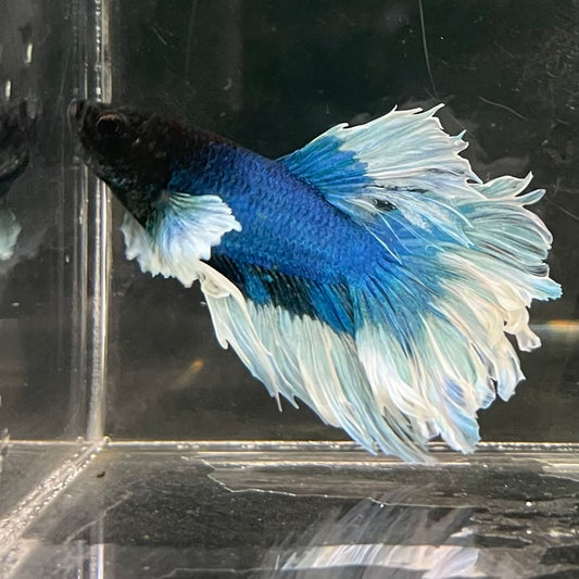 the-fish-farm Male Betta Male Betta - One Only - 10 Choose your favourite Male Betta from The Fish Farm Australia