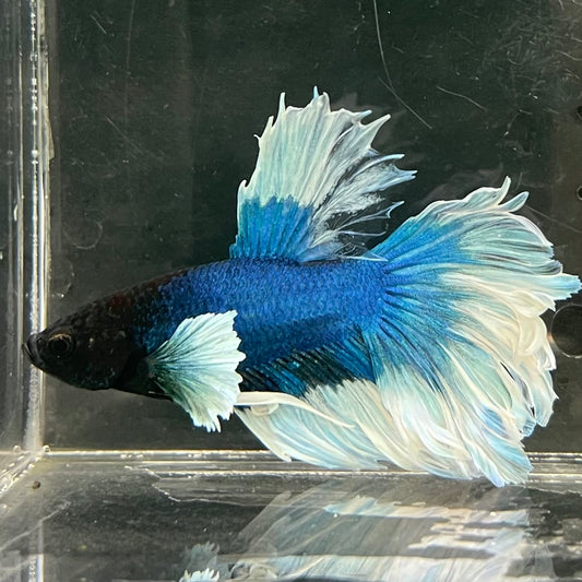 the-fish-farm Male Betta Male Betta - One Only - 10 Choose your favourite Male Betta from The Fish Farm Australia