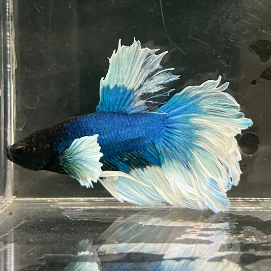 the-fish-farm Male Betta Male Betta - One Only - 10 Choose your favourite Male Betta from The Fish Farm Australia