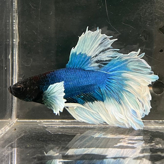 the-fish-farm Male Betta Male Betta - One Only - 10 Choose your favourite Male Betta from The Fish Farm Australia