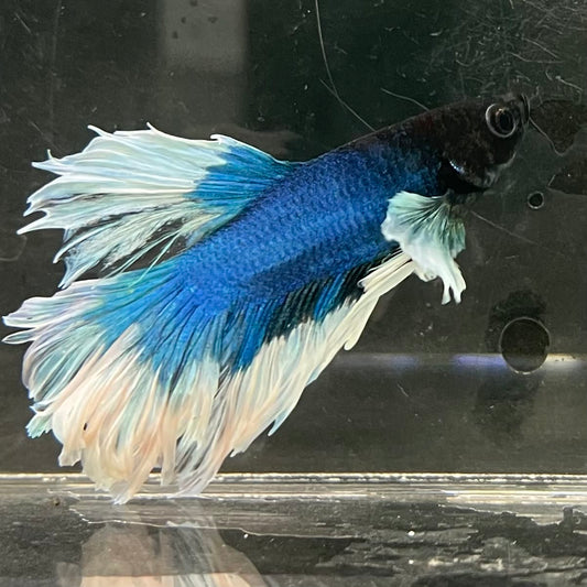 the-fish-farm Male Betta Male Betta - One Only - 10 Choose your favourite Male Betta from The Fish Farm Australia