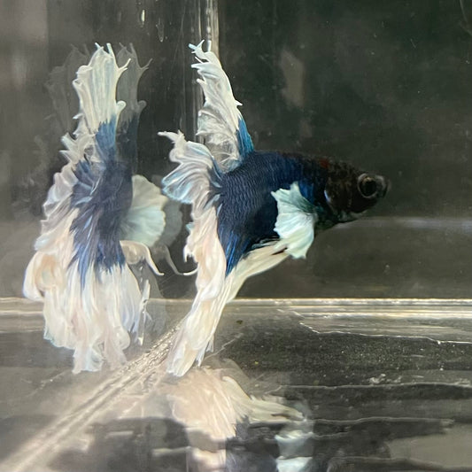 the-fish-farm Male Betta Male Betta - One Only - 10 Choose your favourite Male Betta from The Fish Farm Australia