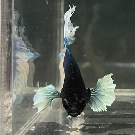 the-fish-farm Male Betta Male Betta - One Only - 10 Choose your favourite Male Betta from The Fish Farm Australia