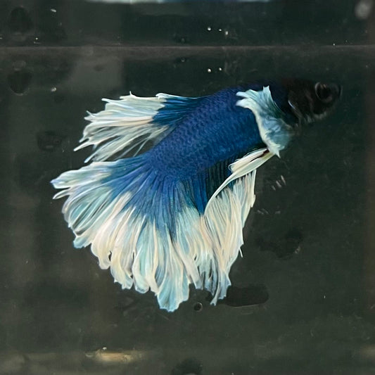 the-fish-farm Male Betta Male Betta - One Only - 10 Choose your favourite Male Betta from The Fish Farm Australia