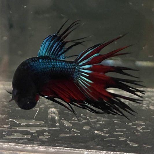 the-fish-farm Male Betta Male Betta - One Only - 10 Choose your favourite Male Betta from The Fish Farm Australia