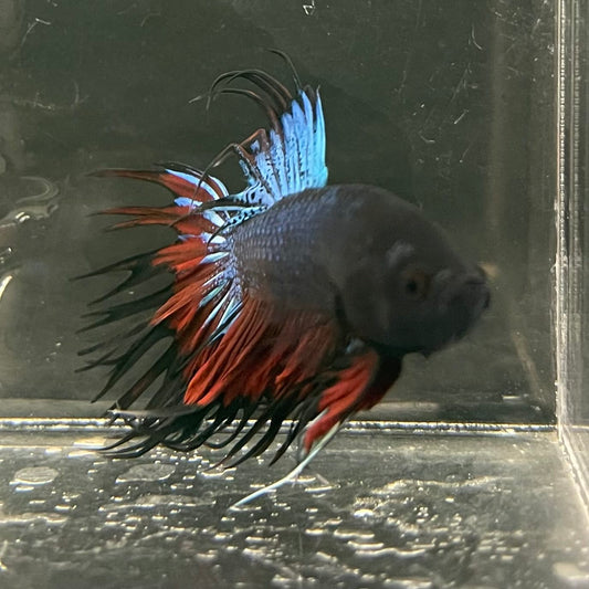 the-fish-farm Male Betta Male Betta - One Only - 10 Choose your favourite Male Betta from The Fish Farm Australia