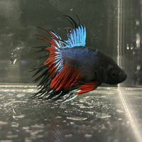 the-fish-farm Male Betta Male Betta - One Only - 10 Choose your favourite Male Betta from The Fish Farm Australia