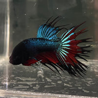 the-fish-farm Male Betta Male Betta - One Only - 10 Choose your favourite Male Betta from The Fish Farm Australia