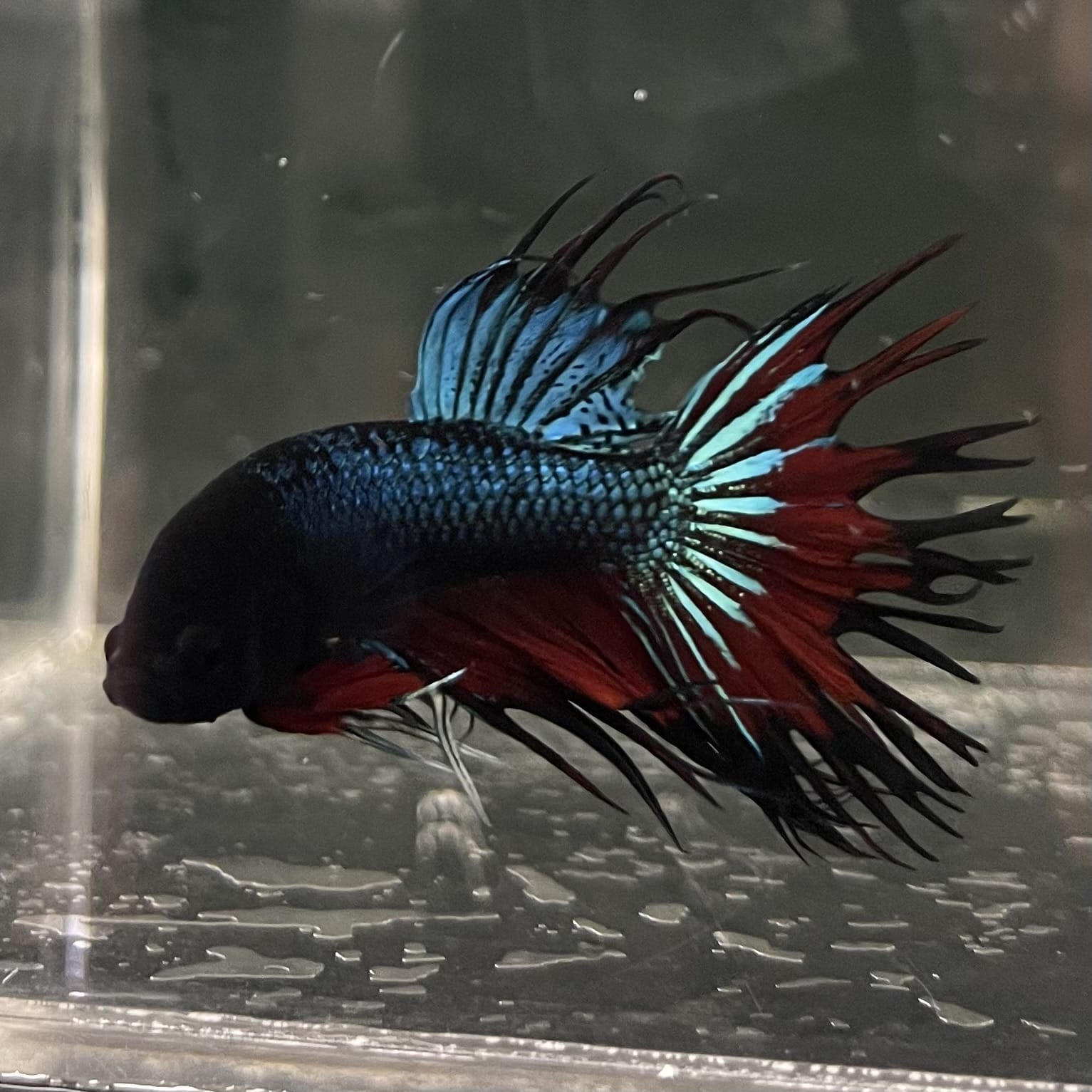 the-fish-farm Male Betta Male Betta - One Only - 10 Choose your favourite Male Betta from The Fish Farm Australia
