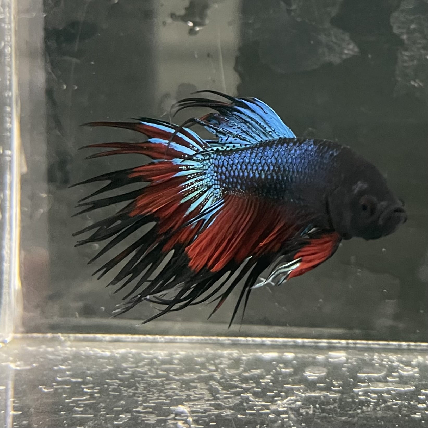 the-fish-farm Male Betta Male Betta - One Only - 10 Choose your favourite Male Betta from The Fish Farm Australia