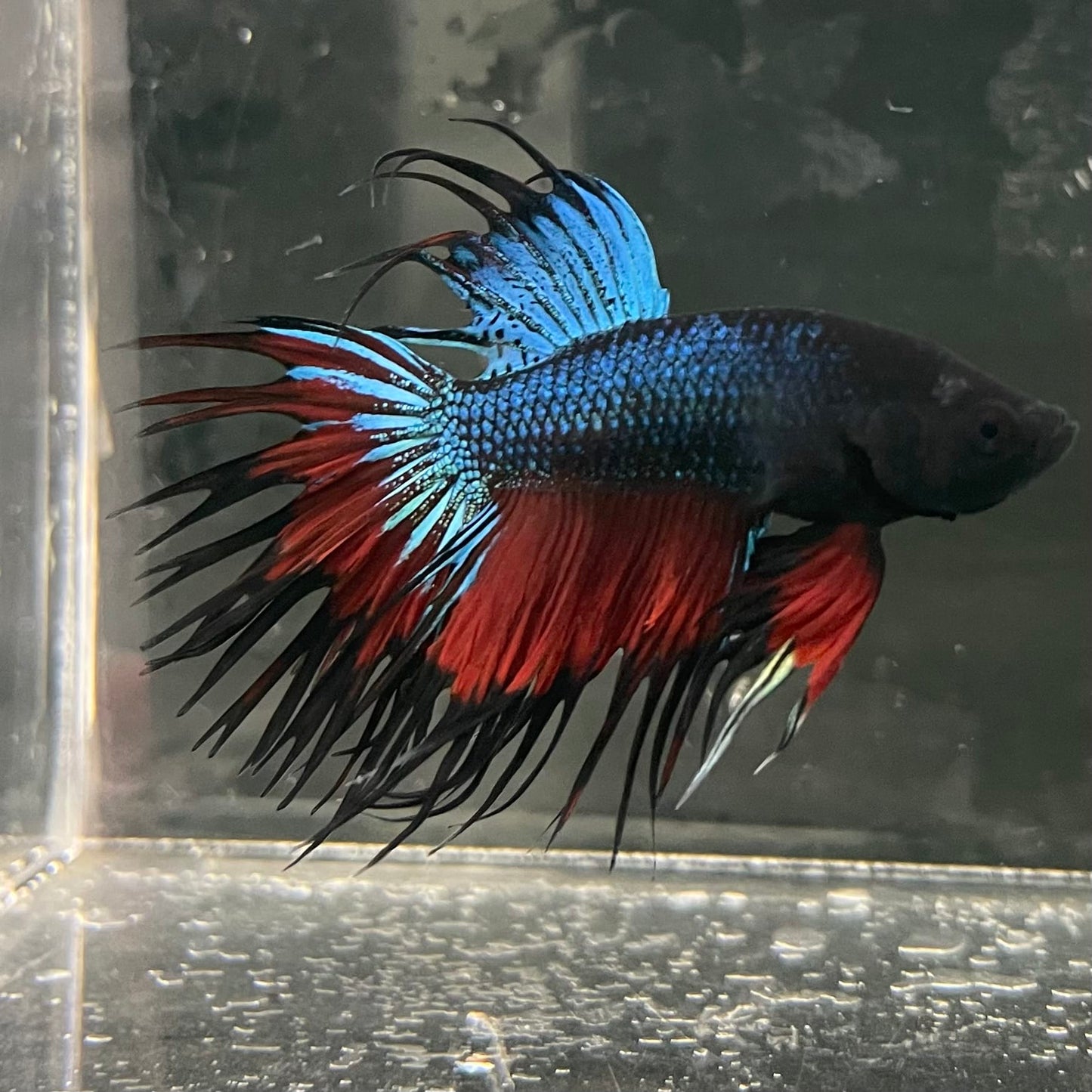 the-fish-farm Male Betta Male Betta - One Only - 10 Choose your favourite Male Betta from The Fish Farm Australia