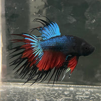the-fish-farm Male Betta Male Betta - One Only - 10 Choose your favourite Male Betta from The Fish Farm Australia