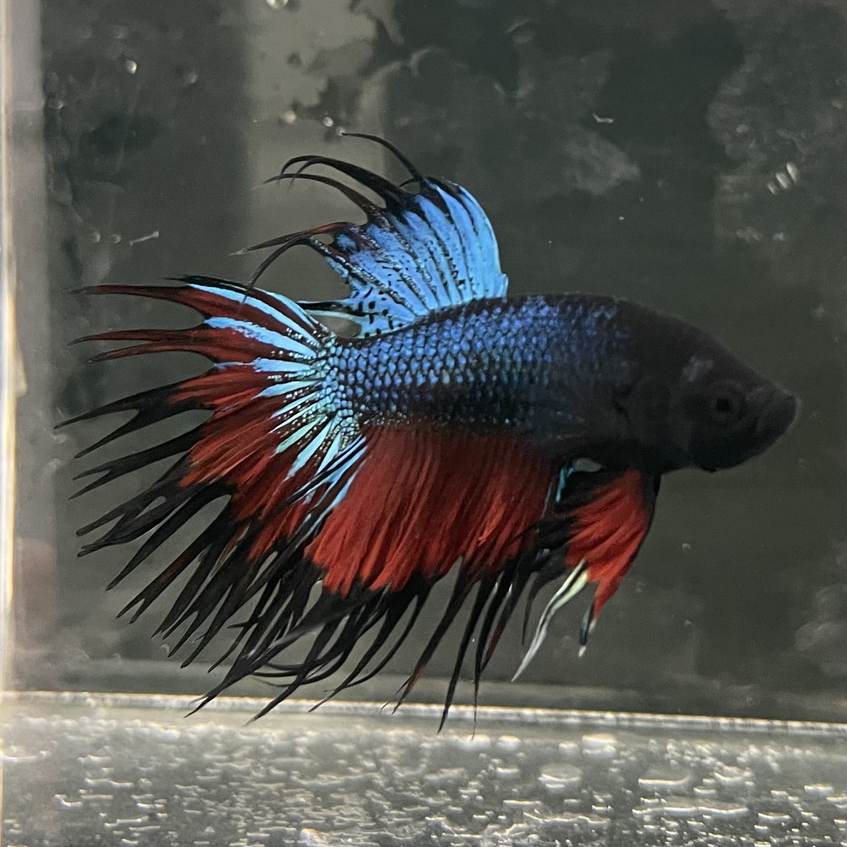 the-fish-farm Male Betta Male Betta - One Only - 10 Choose your favourite Male Betta from The Fish Farm Australia