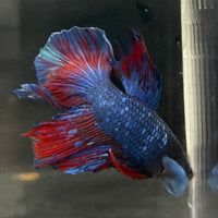 the-fish-farm Male Betta Male Betta - One Only - 10 Choose your favourite Male Betta from The Fish Farm Australia