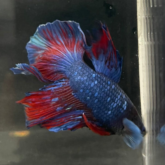 the-fish-farm Male Betta Male Betta - One Only - 10 Choose your favourite Male Betta from The Fish Farm Australia