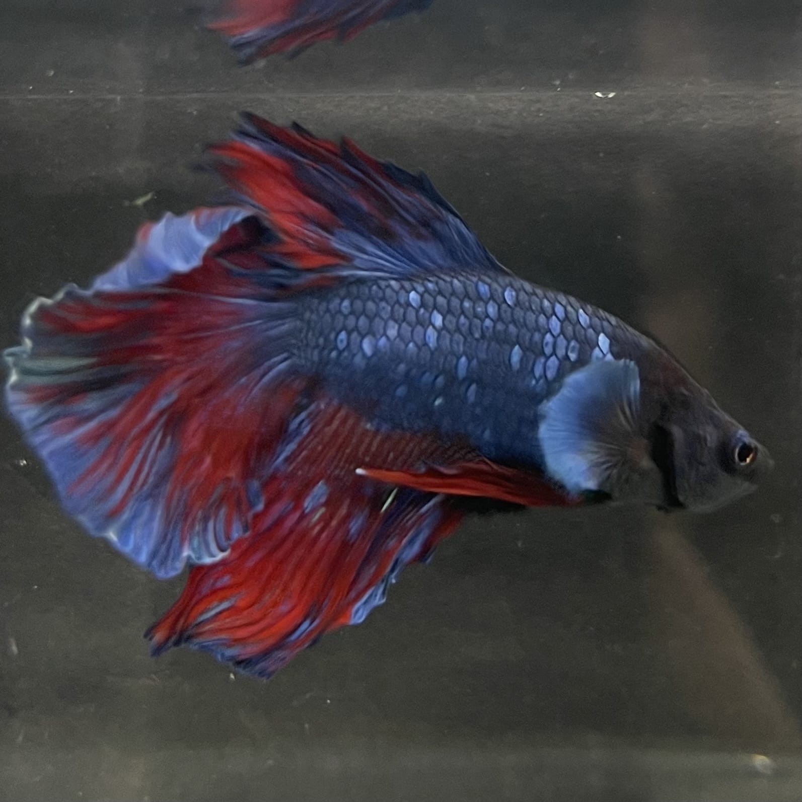 the-fish-farm Male Betta Male Betta - One Only - 10 Choose your favourite Male Betta from The Fish Farm Australia
