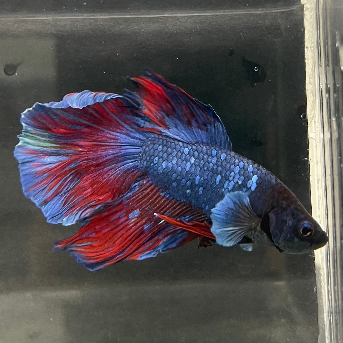 the-fish-farm Male Betta Male Betta - One Only - 10 Choose your favourite Male Betta from The Fish Farm Australia