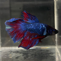 the-fish-farm Male Betta Male Betta - One Only - 10 Choose your favourite Male Betta from The Fish Farm Australia