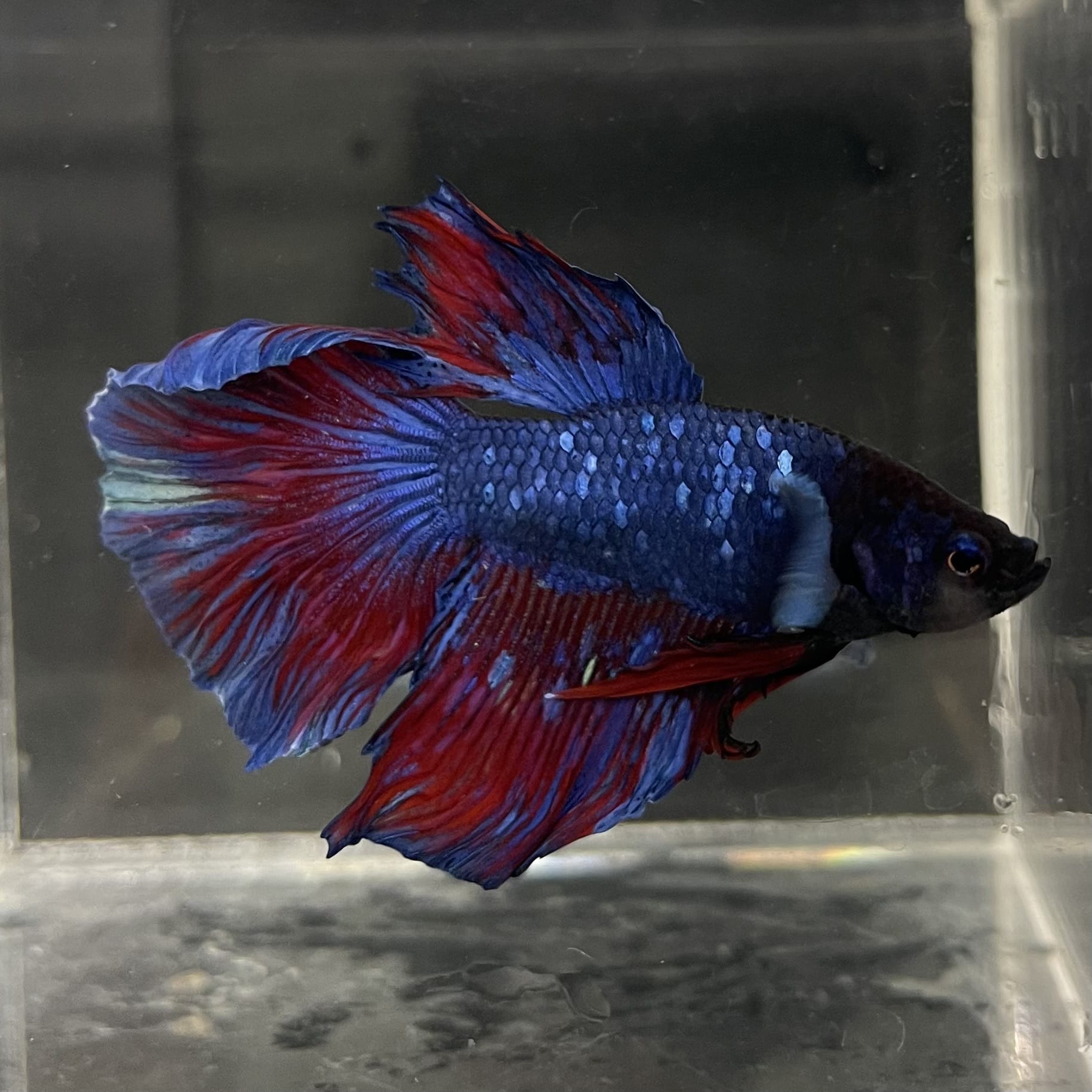 the-fish-farm Male Betta Male Betta - One Only - 10 Choose your favourite Male Betta from The Fish Farm Australia