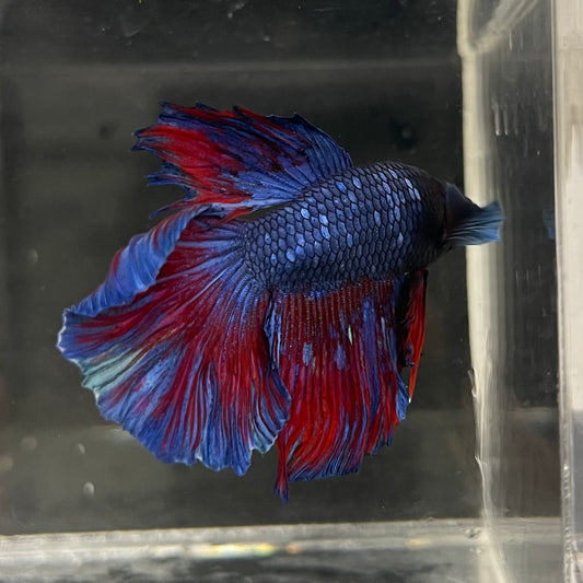 the-fish-farm Male Betta Male Betta - One Only - 10 Choose your favourite Male Betta from The Fish Farm Australia