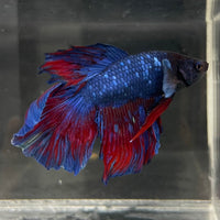 the-fish-farm Male Betta Male Betta - One Only - 10 Choose your favourite Male Betta from The Fish Farm Australia