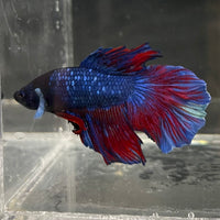 the-fish-farm Male Betta Male Betta - One Only - 10 Choose your favourite Male Betta from The Fish Farm Australia