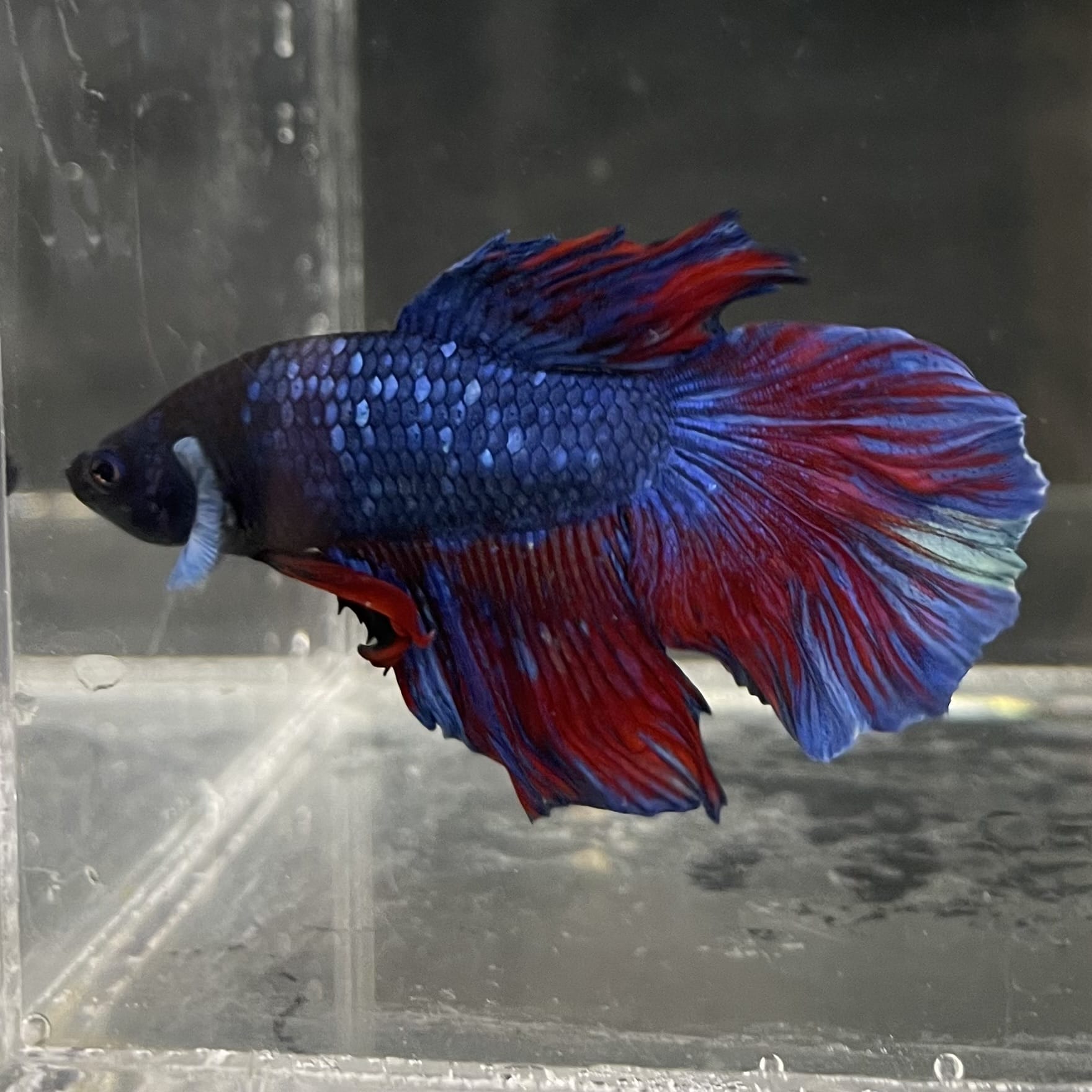 the-fish-farm Male Betta Male Betta - One Only - 10 Choose your favourite Male Betta from The Fish Farm Australia