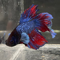 the-fish-farm Male Betta Male Betta - One Only - 10 Choose your favourite Male Betta from The Fish Farm Australia