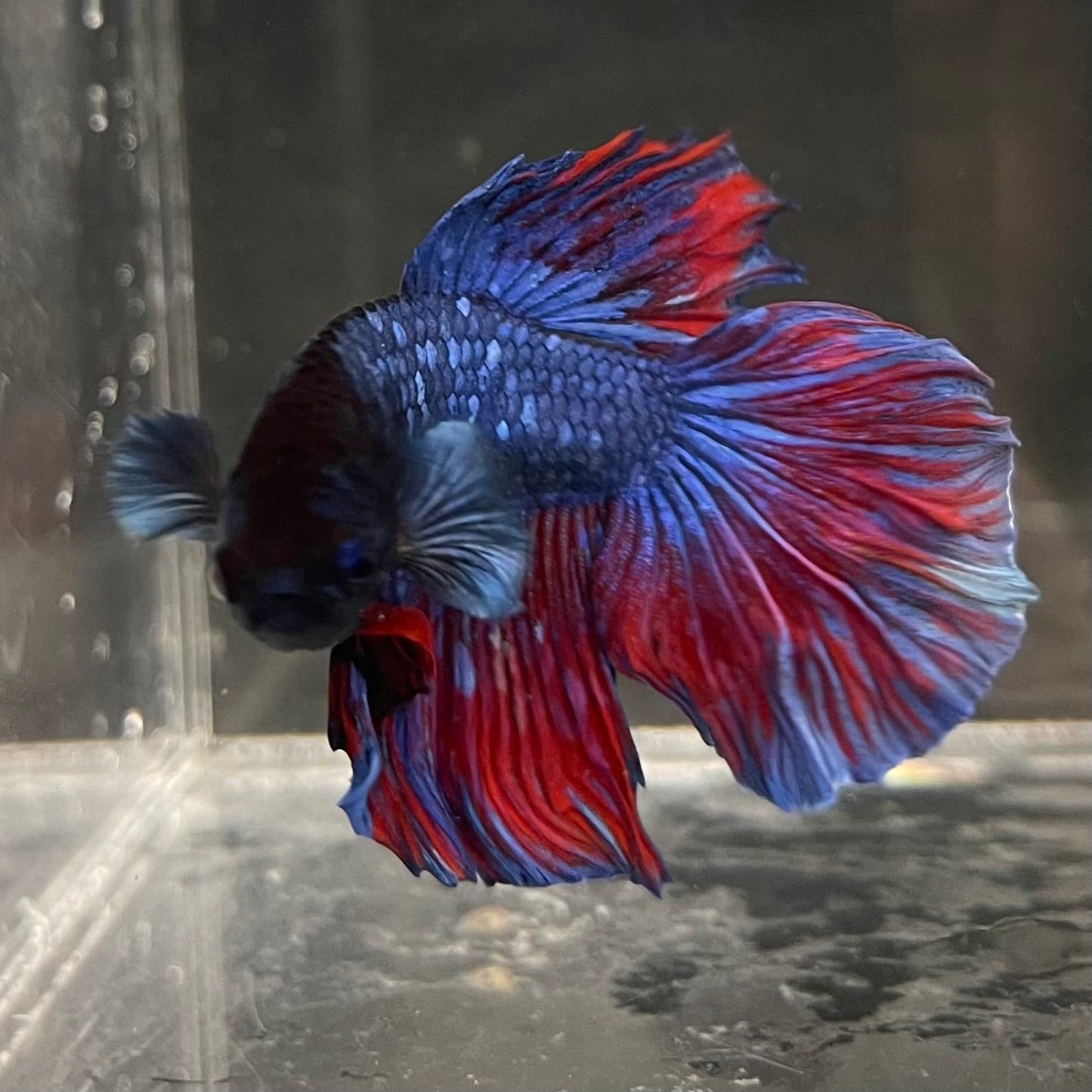the-fish-farm Male Betta Male Betta - One Only - 10 Choose your favourite Male Betta from The Fish Farm Australia