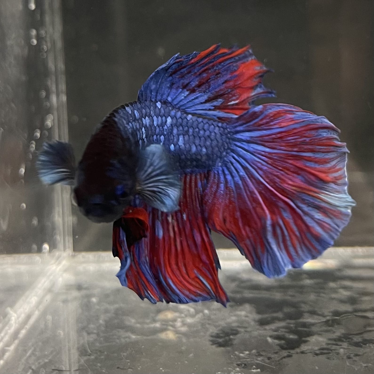 the-fish-farm Male Betta Male Betta - One Only - 10 Choose your favourite Male Betta from The Fish Farm Australia