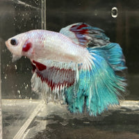 the-fish-farm Male Betta Male Betta - One Only - 10 Choose your favourite Male Betta from The Fish Farm Australia