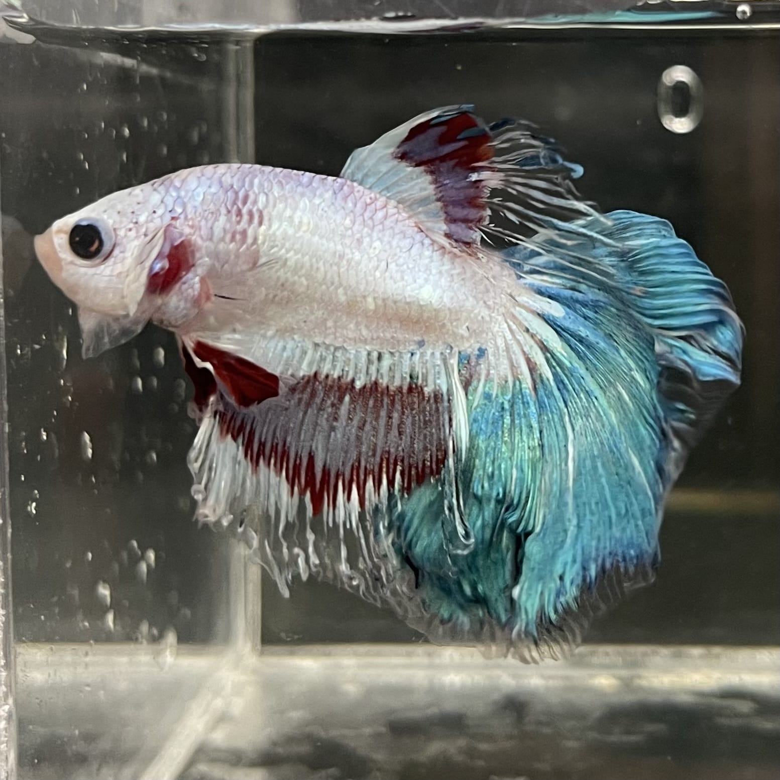 the-fish-farm Male Betta Male Betta - One Only - 10 Choose your favourite Male Betta from The Fish Farm Australia