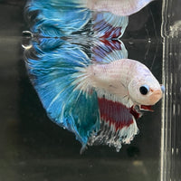 the-fish-farm Male Betta Male Betta - One Only - 10 Choose your favourite Male Betta from The Fish Farm Australia