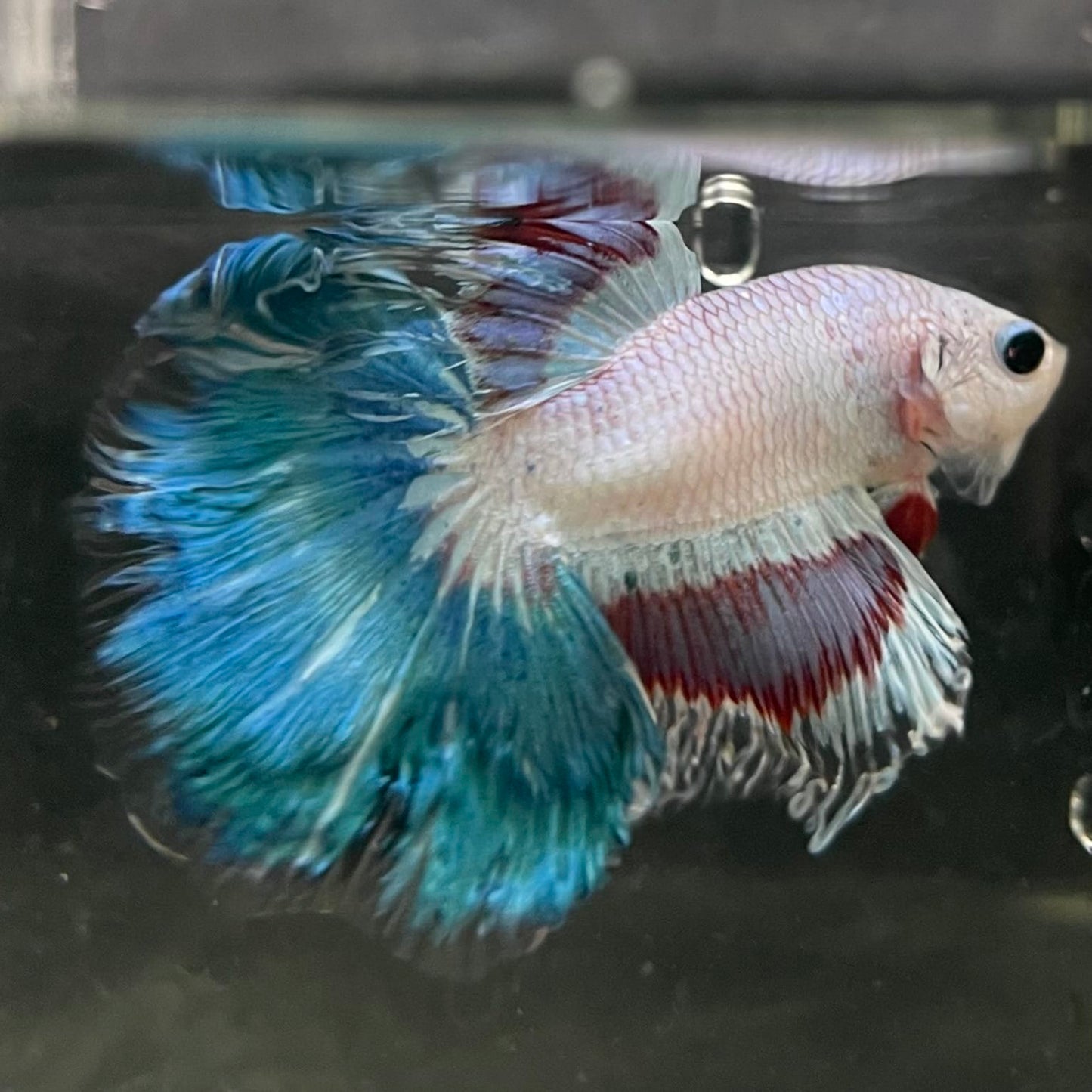 the-fish-farm Male Betta Male Betta - One Only - 10 Choose your favourite Male Betta from The Fish Farm Australia