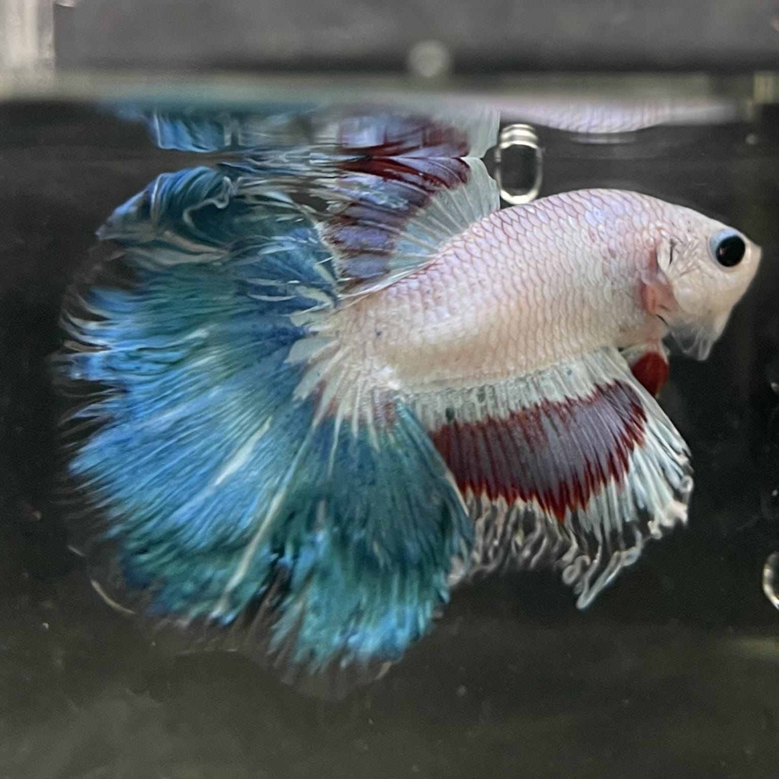 the-fish-farm Male Betta Male Betta - One Only - 10 Choose your favourite Male Betta from The Fish Farm Australia