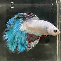 the-fish-farm Male Betta Male Betta - One Only - 10 Choose your favourite Male Betta from The Fish Farm Australia