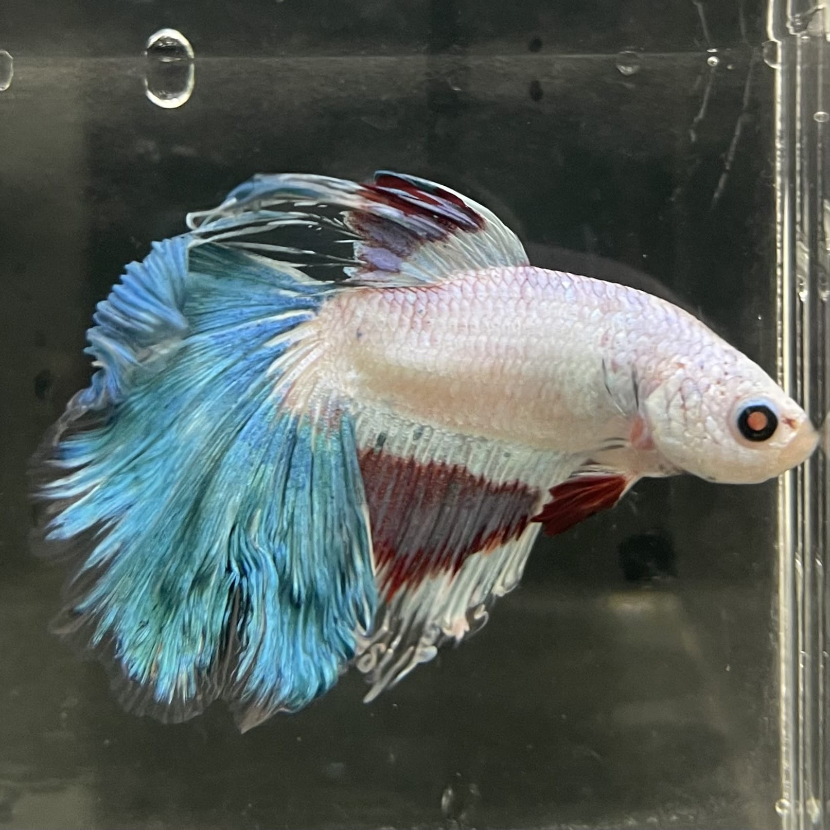 the-fish-farm Male Betta Male Betta - One Only - 10 Choose your favourite Male Betta from The Fish Farm Australia