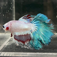 the-fish-farm Male Betta Male Betta - One Only - 10 Choose your favourite Male Betta from The Fish Farm Australia