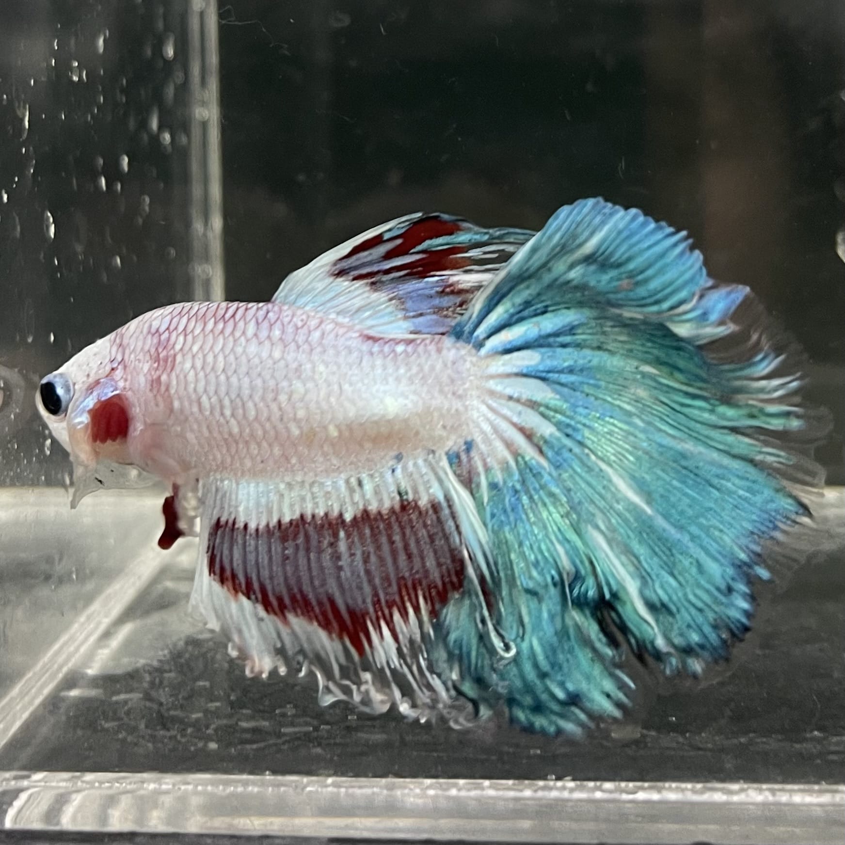 the-fish-farm Male Betta Male Betta - One Only - 10 Choose your favourite Male Betta from The Fish Farm Australia