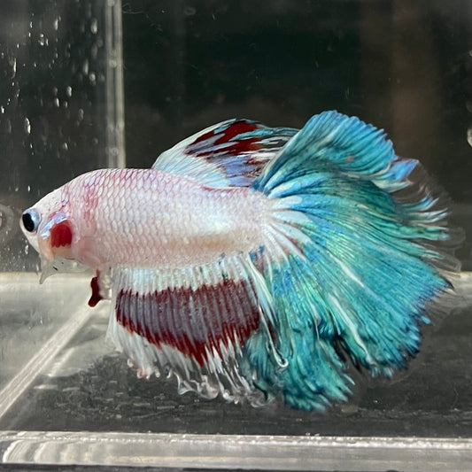 the-fish-farm Male Betta Male Betta - One Only - 10 Choose your favourite Male Betta from The Fish Farm Australia