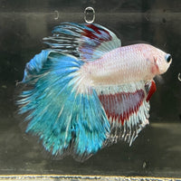 the-fish-farm Male Betta Male Betta - One Only - 10 Choose your favourite Male Betta from The Fish Farm Australia