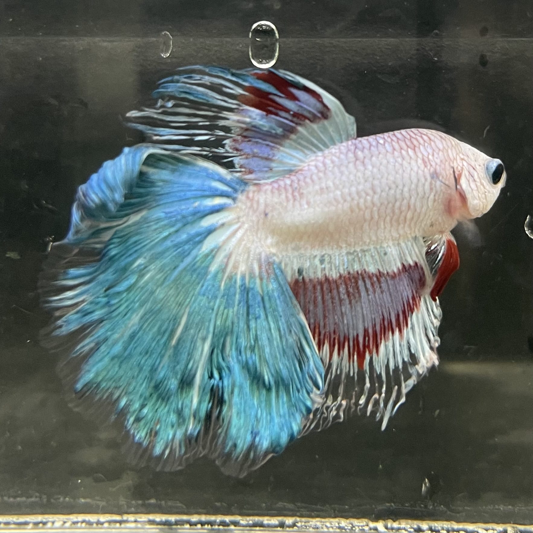 the-fish-farm Male Betta Male Betta - One Only - 10 Choose your favourite Male Betta from The Fish Farm Australia