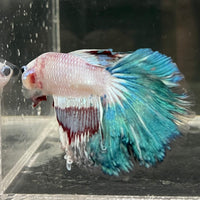 the-fish-farm Male Betta Male Betta - One Only - 10 Choose your favourite Male Betta from The Fish Farm Australia