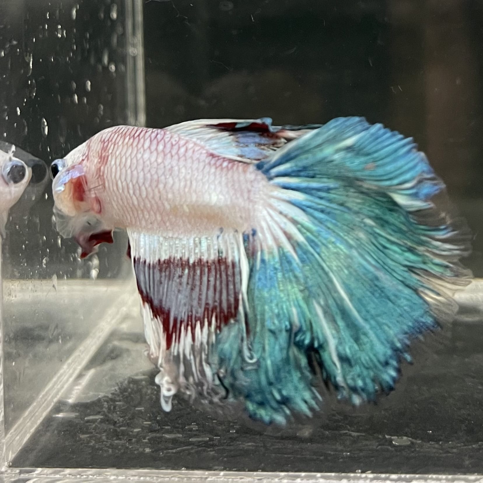 the-fish-farm Male Betta Male Betta - One Only - 10 Choose your favourite Male Betta from The Fish Farm Australia