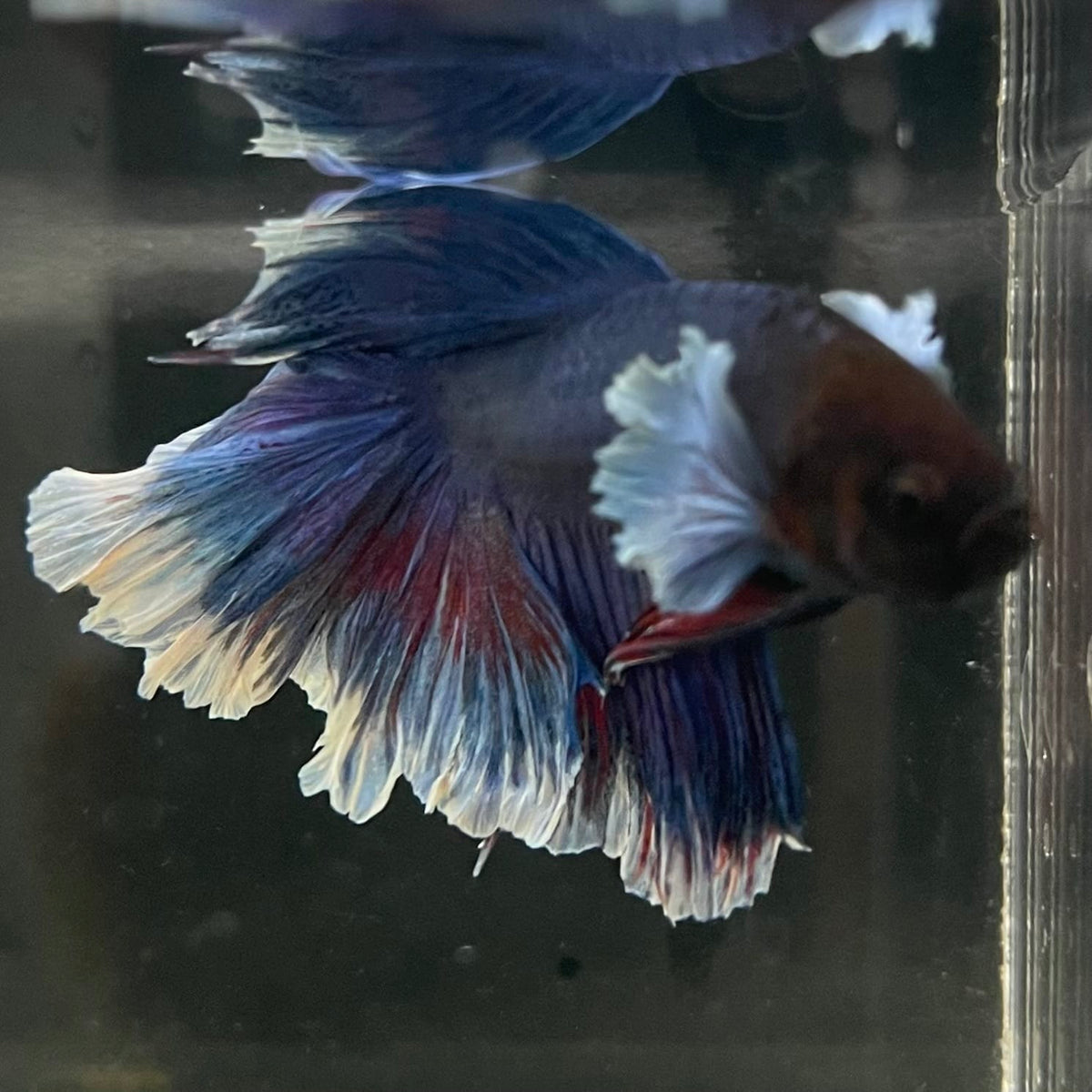 the-fish-farm Male Betta Male Betta - One Only - 10 Choose your favourite Male Betta from The Fish Farm Australia