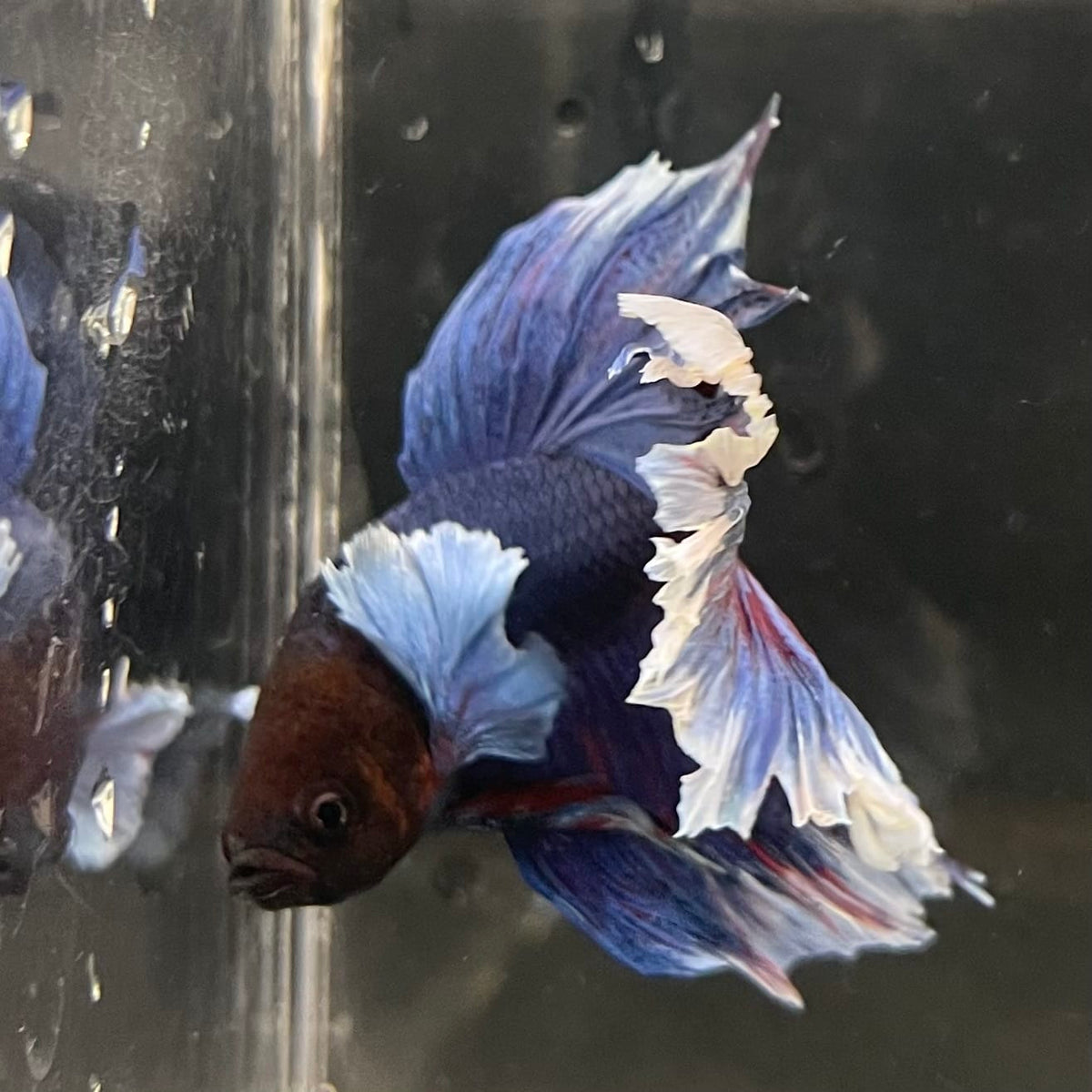 the-fish-farm Male Betta Male Betta - One Only - 10 Choose your favourite Male Betta from The Fish Farm Australia